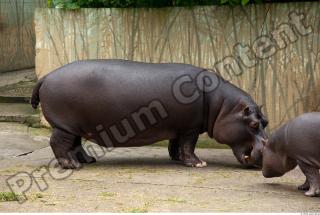 Hippo 0013